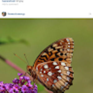 Meet your Posher, Liz